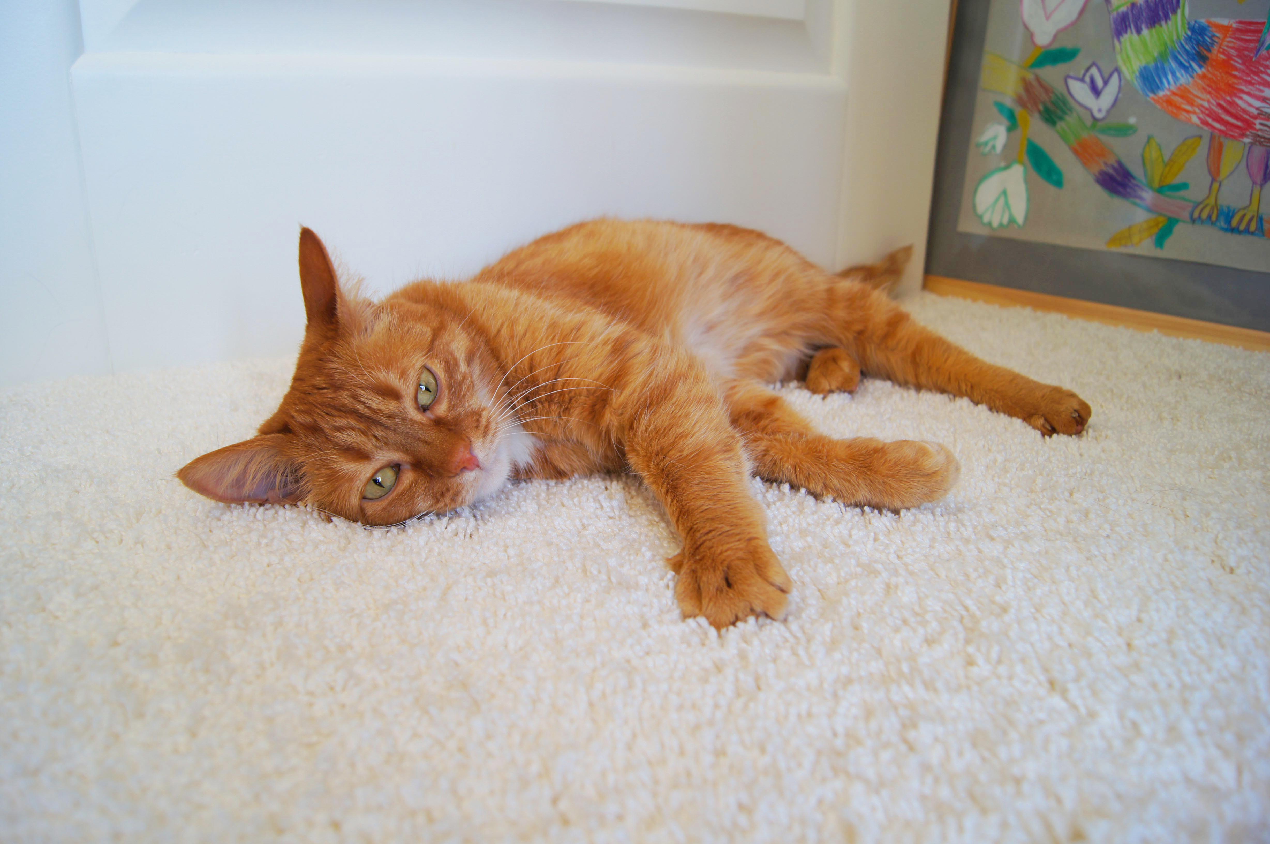 Ковролин "Зартекс" Amarena 140 бежевый (4м) — купить в Котласе